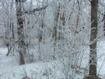 FrostyForest