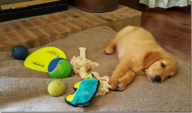 RowdyExhaustedByToys