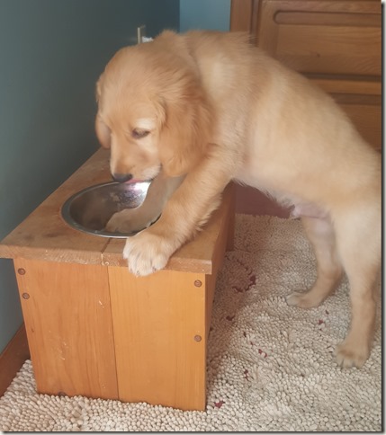 Rowdy in the water bowl