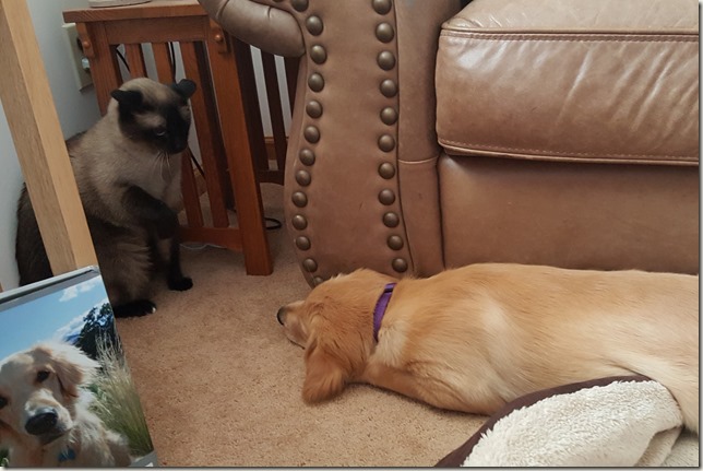 Puppy and Cat Square Off