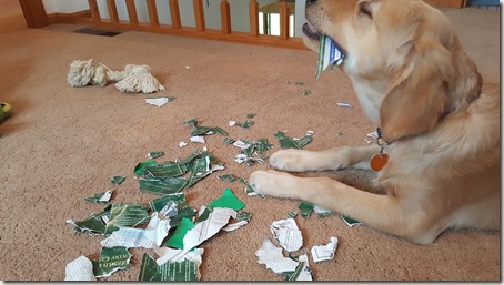 puppy chewing scorecard 2