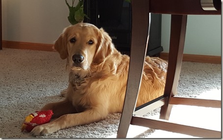 Young golden retriever
