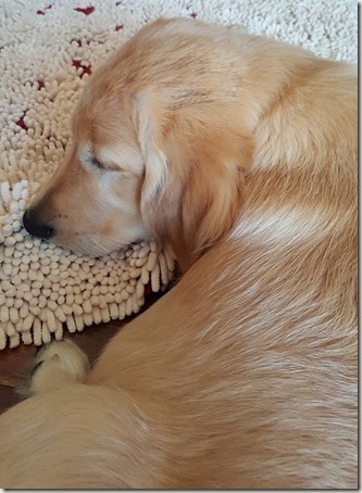 PotbelliedPupSleeping PotbelliedPupSleeping