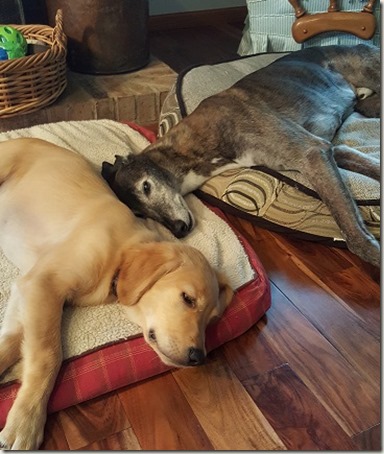 SleepyHeads SleepyHeads