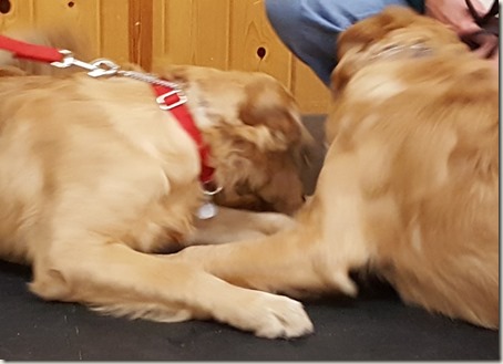 Puppies wrestling