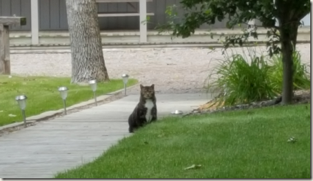 BarnCatCaution BarnCatCaution