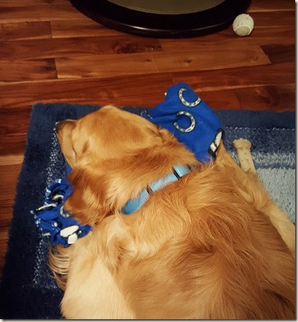 RowdySleepingWithHisBlanket