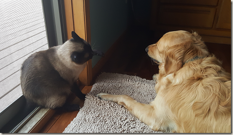 SparringPartners CatAndDogSparring