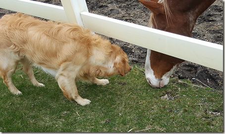 TooCoolChicago DogAndHorseAtFence