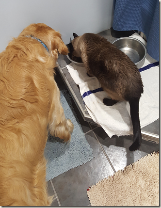 WaitYourTurn DogAndCat