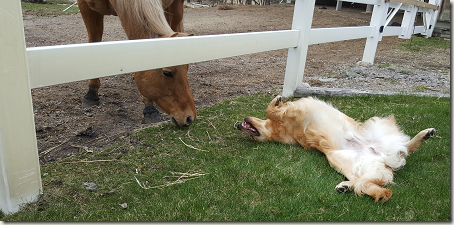 WillYouBeMyFriend DogAndPony