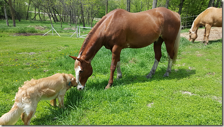 DogAndHorsesInPasture