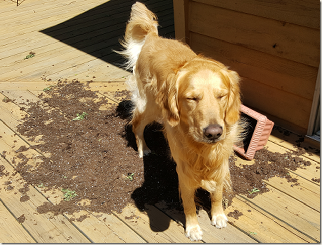 Dog peeing on planter