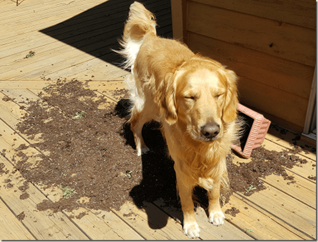 Dog peeing on planter