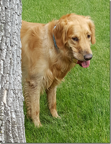 Dog with tennis ball