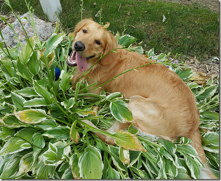 Dog in hosta