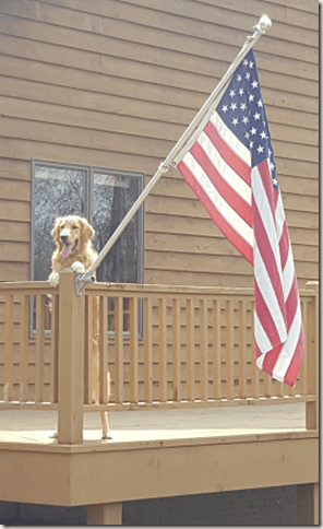 Dog and American Flag