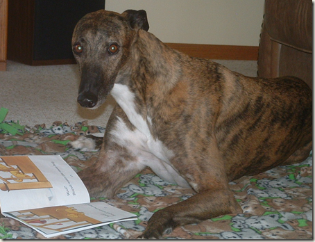 Greyhound with book