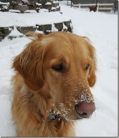 Rowdy with a Snowy Face