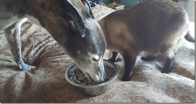Dog and Cat eating out of same bowl