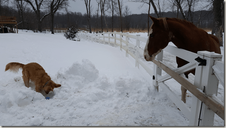 Dog and Horse in the Snow