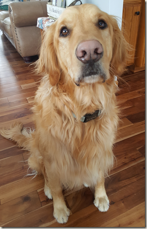 Dog Sitting at Attention