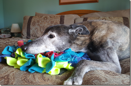 Greyhound on bed