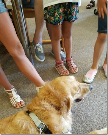 Dog lying in library