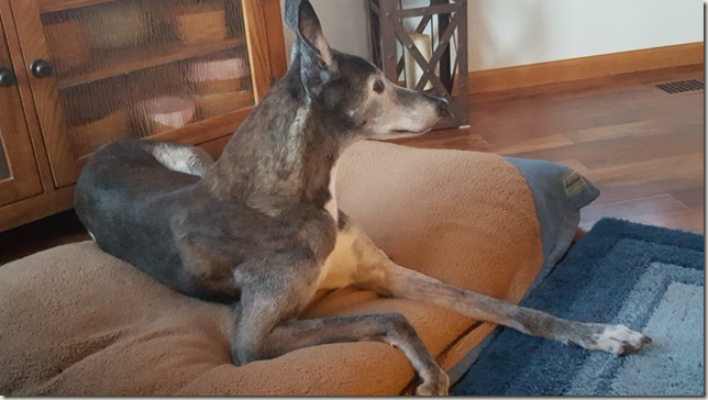 Boone the Brindle Greyhound