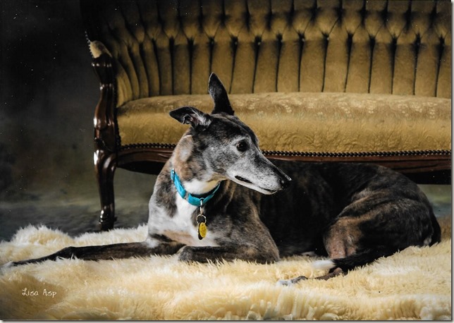 Brindle Greyhound