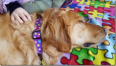 DozingCloseUp dog sleeping while child reads